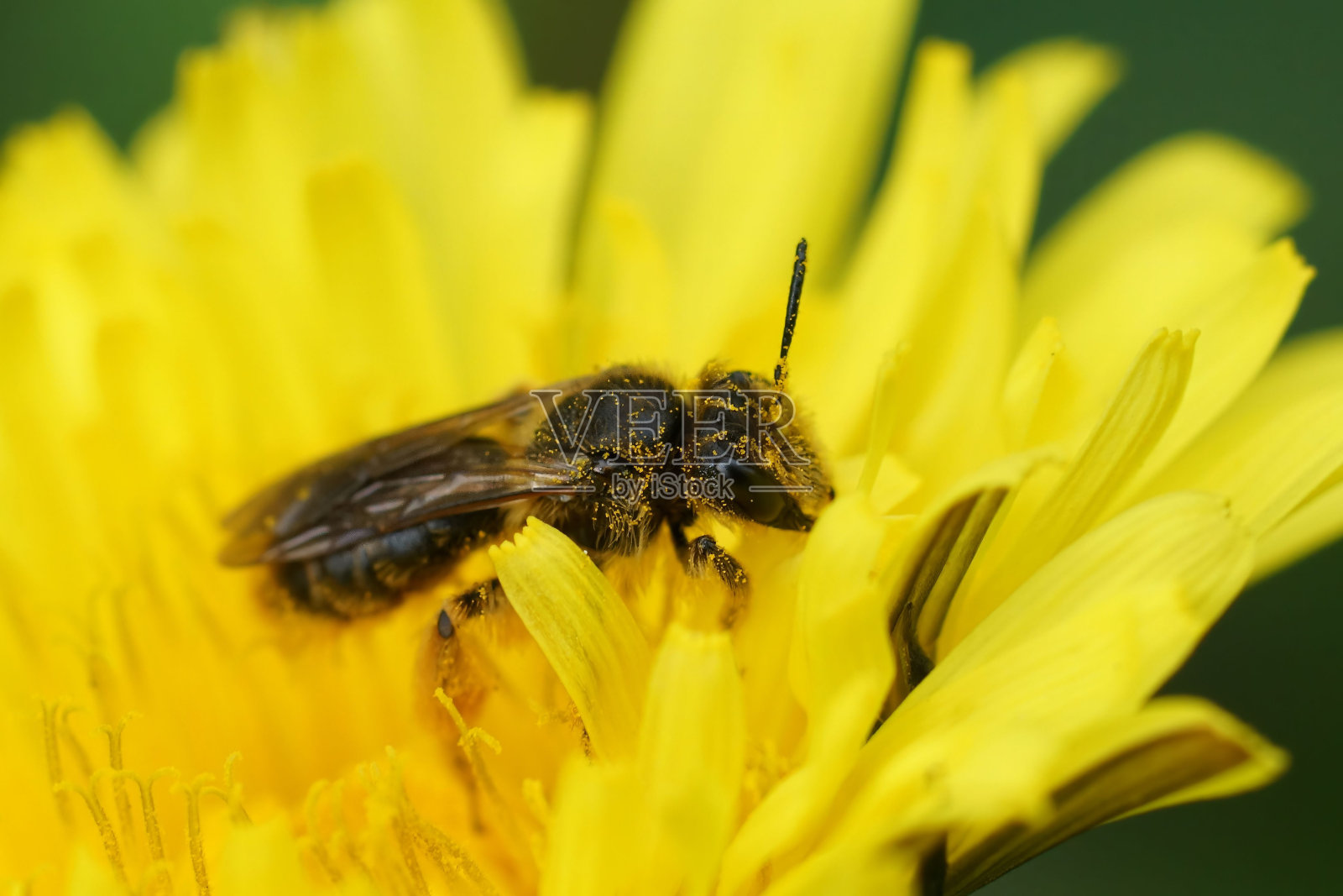 一只黄尾蜂的特写，安德烈娜坐在黄色的蒲公英花上照片摄影图片