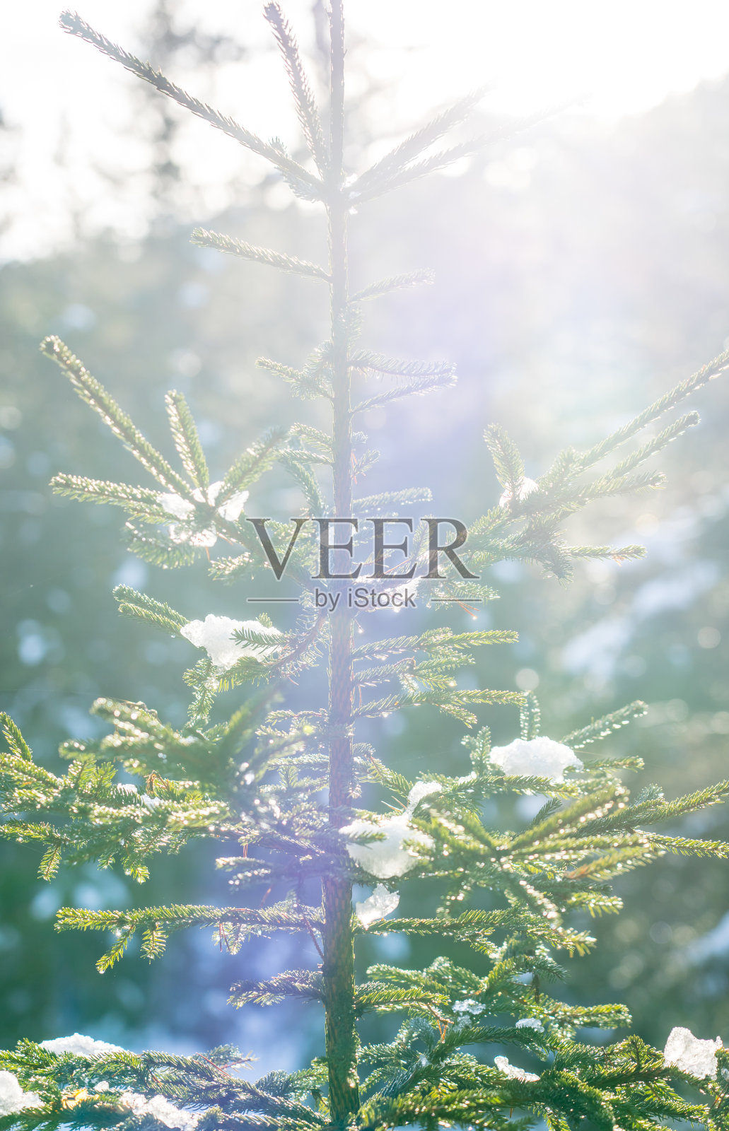 奥地利塞菲尔德的冬季森林照片摄影图片