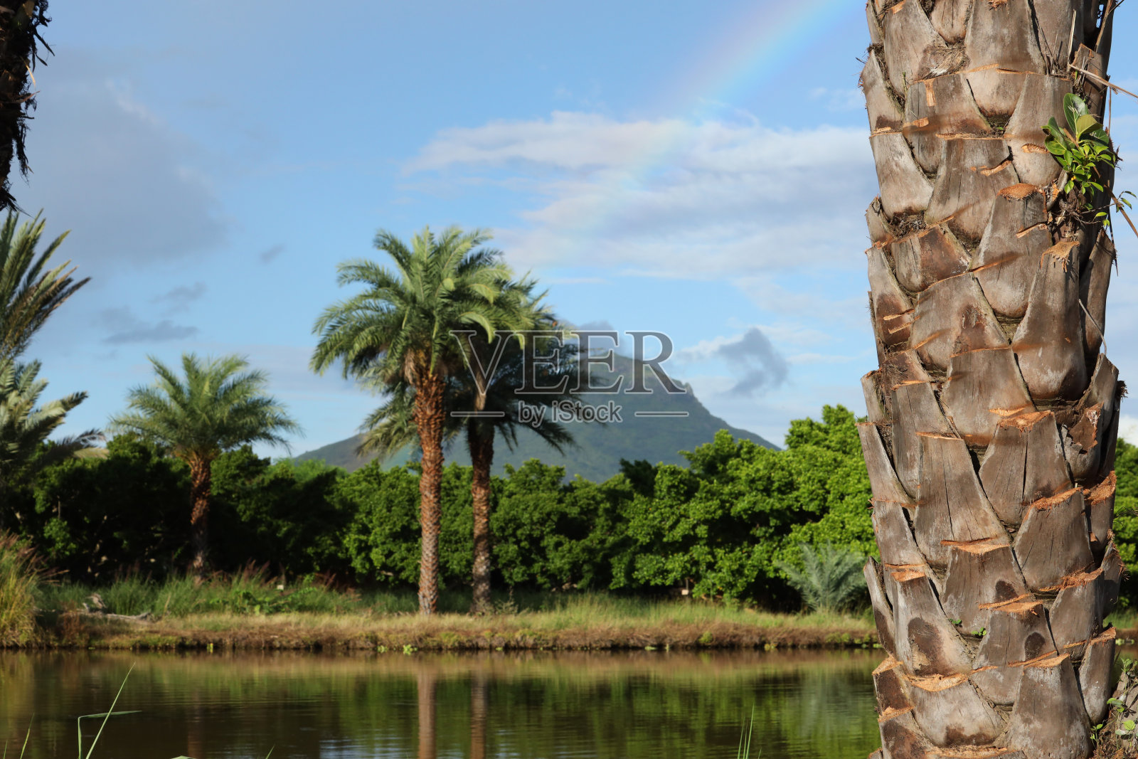 彩虹和棕榈树，毛里求斯，印度洋，非洲照片摄影图片