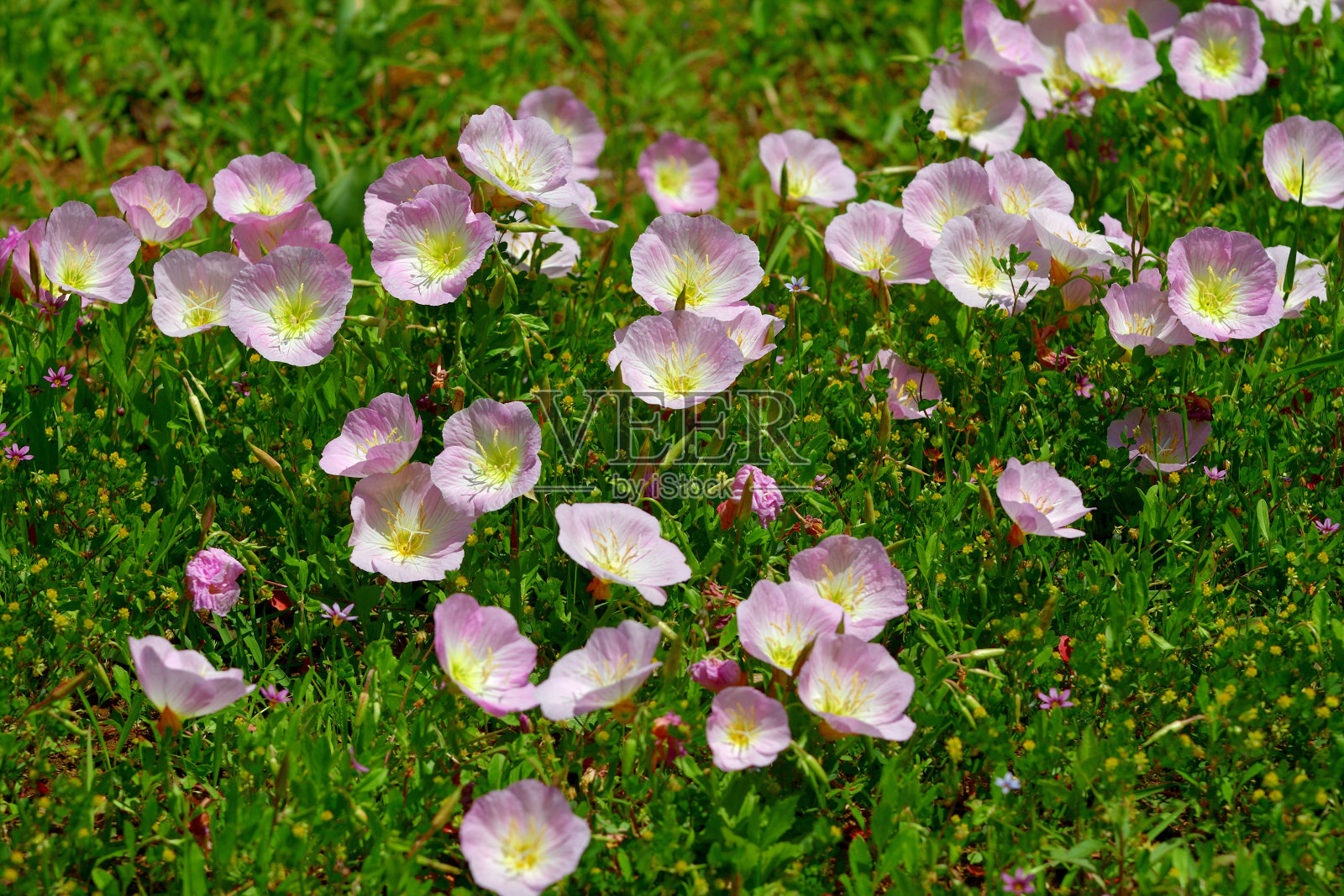 月见草/野牡丹/粉红贵妇照片摄影图片