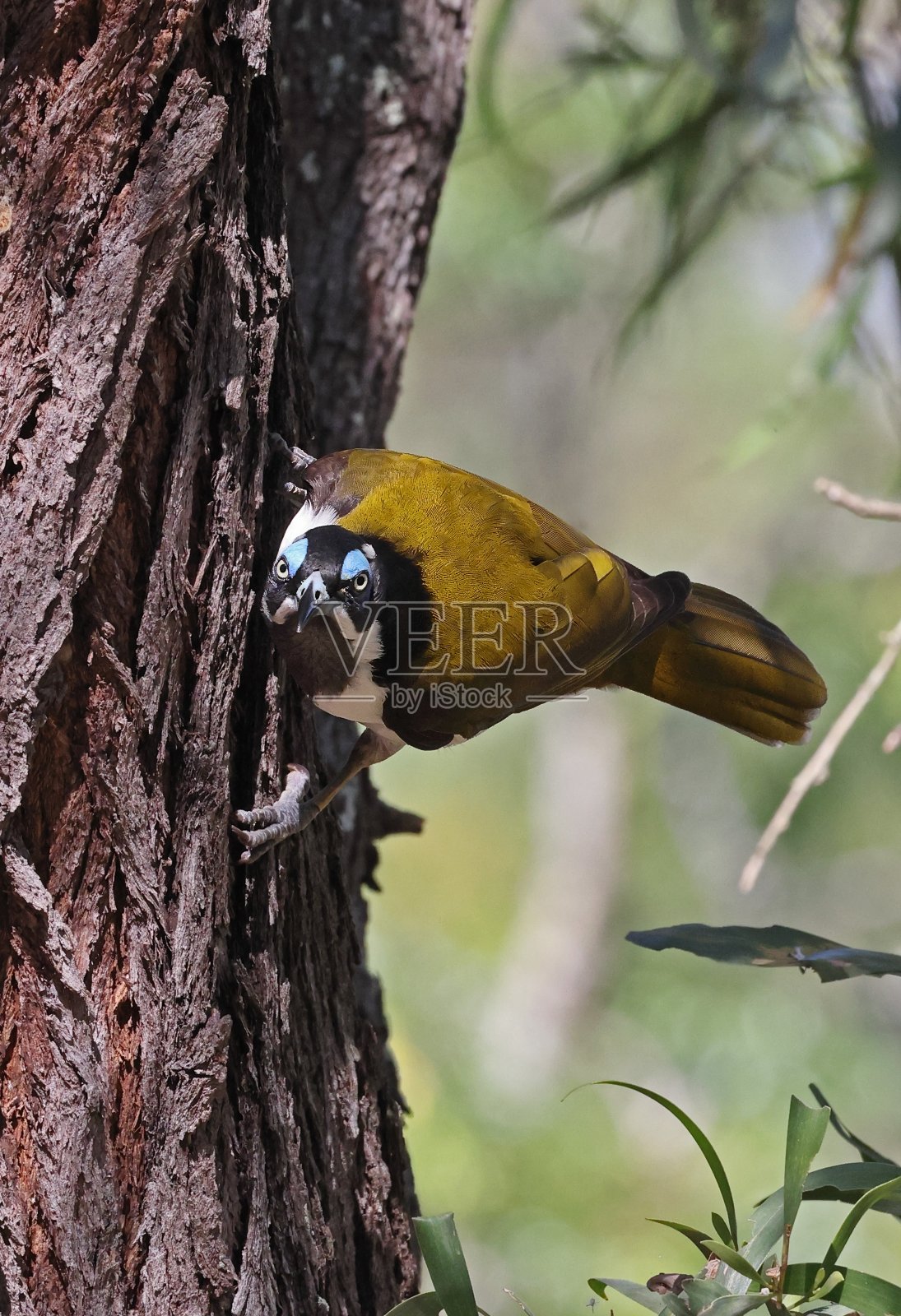 蓝脸蜜鸟照片摄影图片