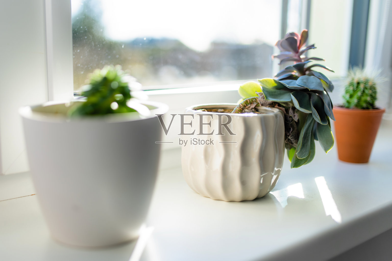 窗台上五颜六色的花盆里种着各式各样的仙人掌和多肉植物。在夏天装饰房子的窗户。照片摄影图片