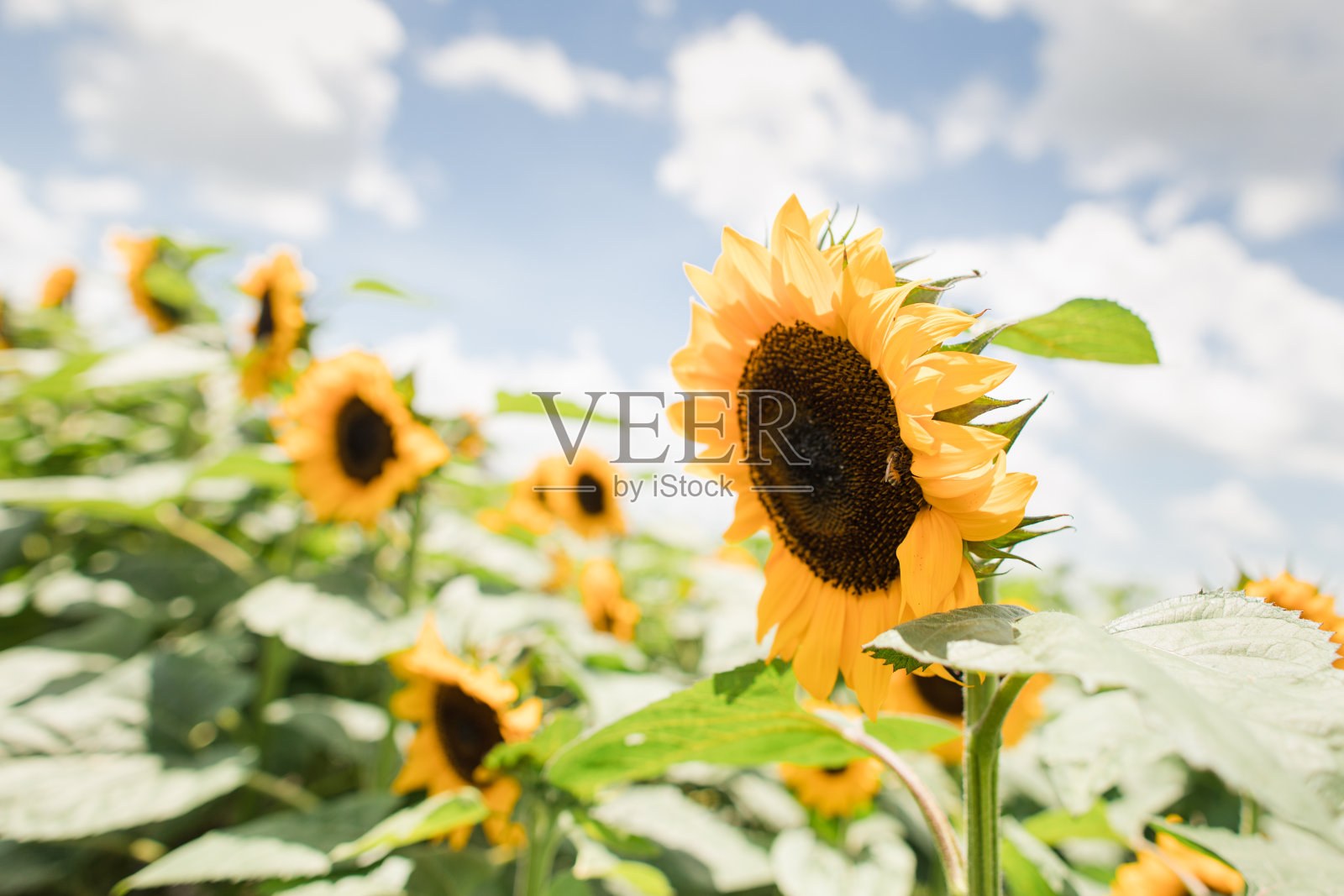 2023年春天的地球日，在阳光明媚的南佛罗里达阳光下，一片充满活力的大黄色向日葵，中午蓝天上布满了蓬松的白云，蜜蜂为花朵授粉照片摄影图片