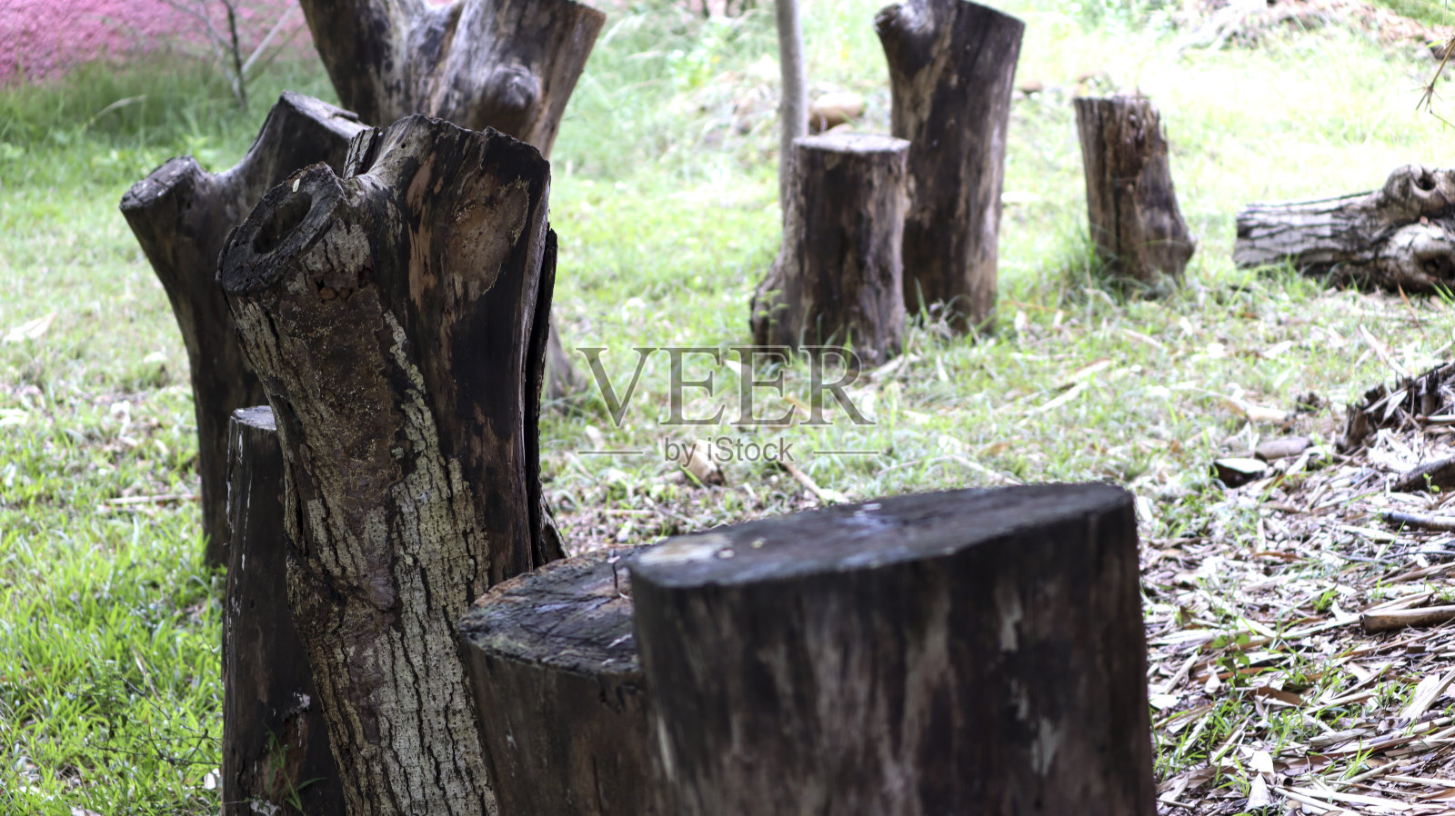 砍树照片摄影图片