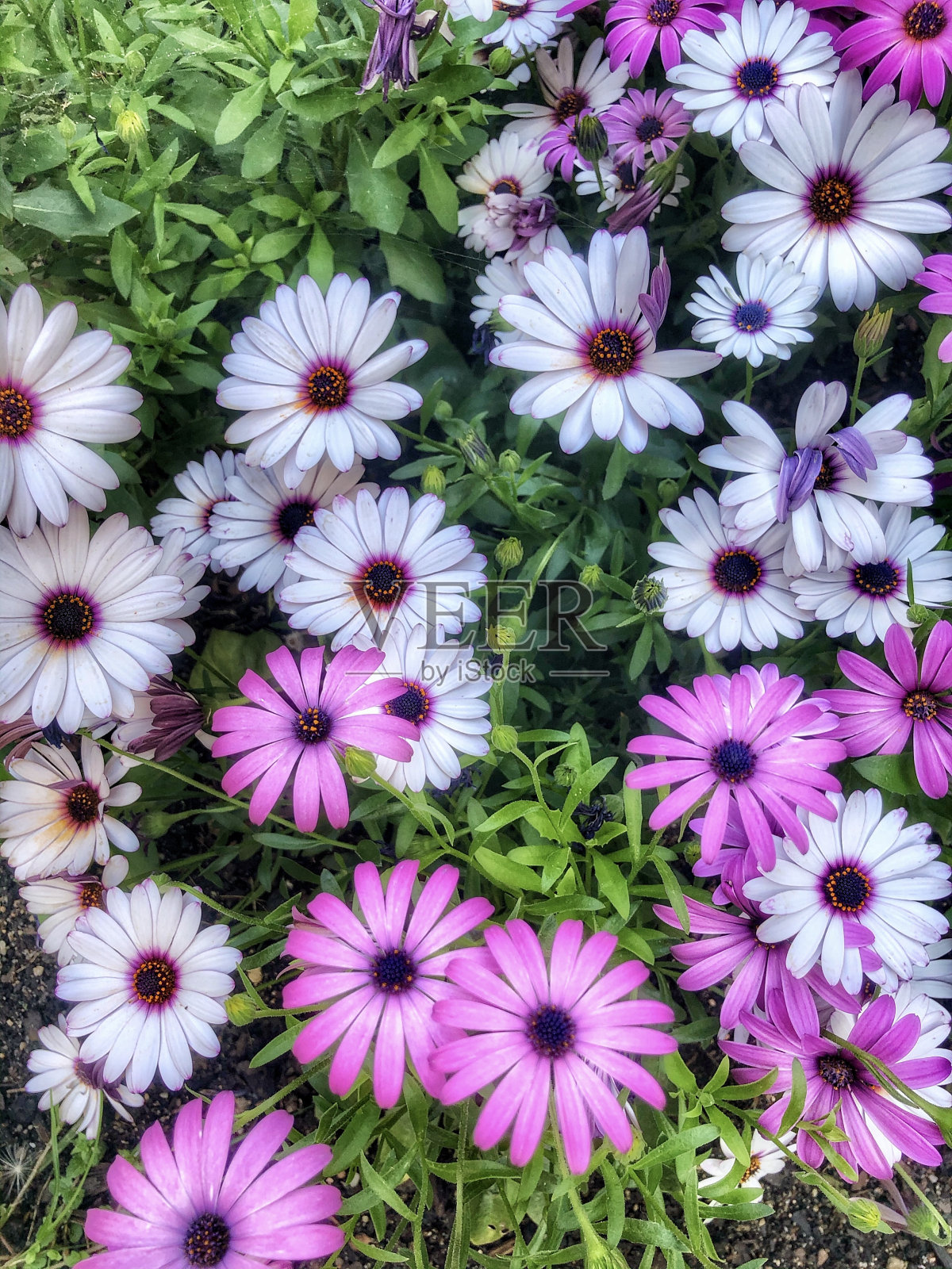 春天照片摄影图片