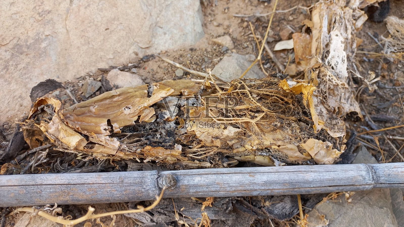 仙人掌腐叶(opuntia Ficus Indica)照片摄影图片