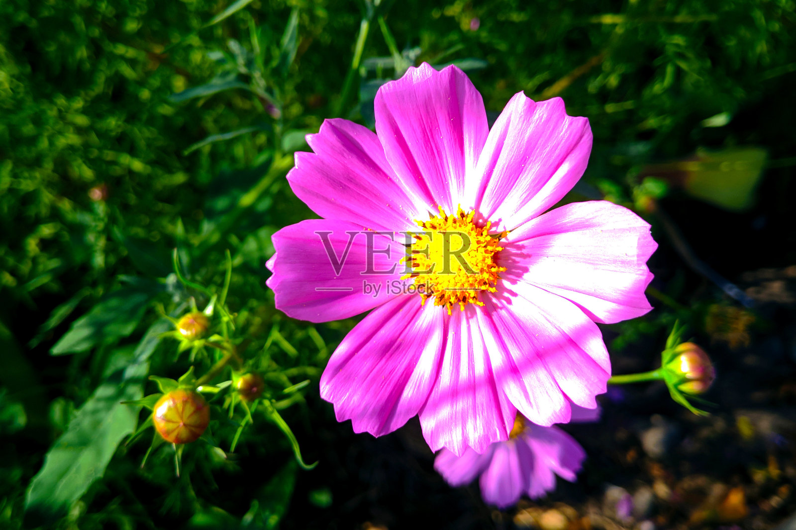 在一个阳光明媚的日子里，粉红色的花在夏天的绿色背景上，特写模糊的背景照片摄影图片