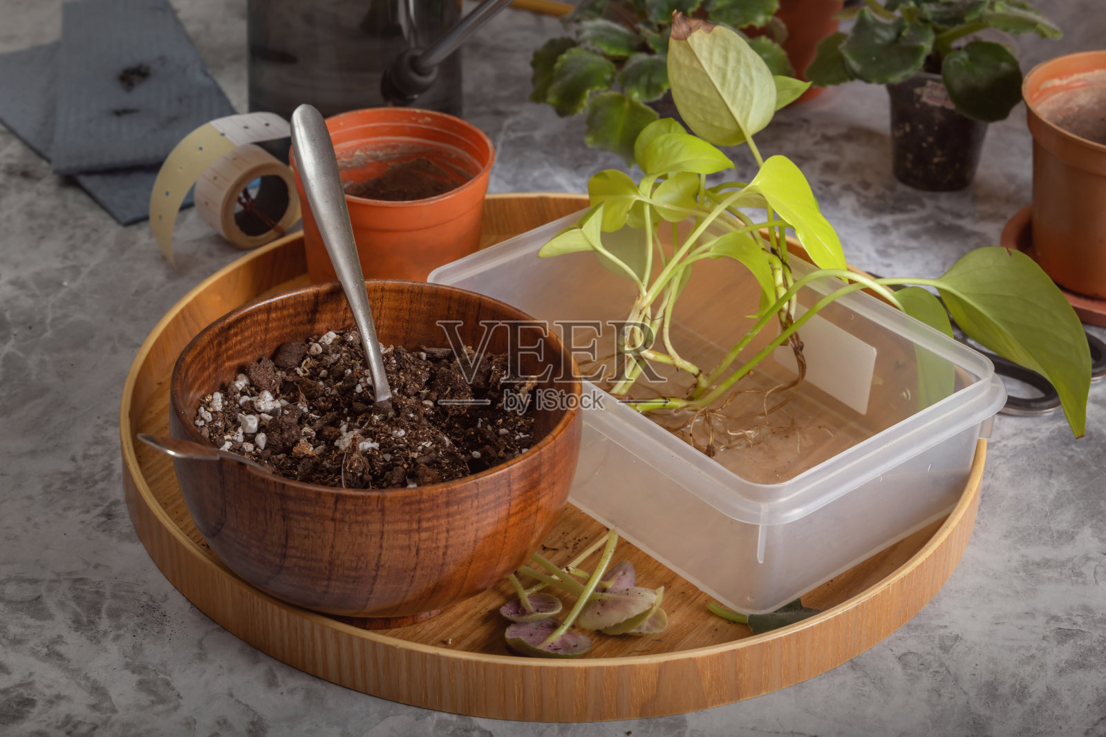 准备将山竹移栽到花盆里。特写照片摄影图片