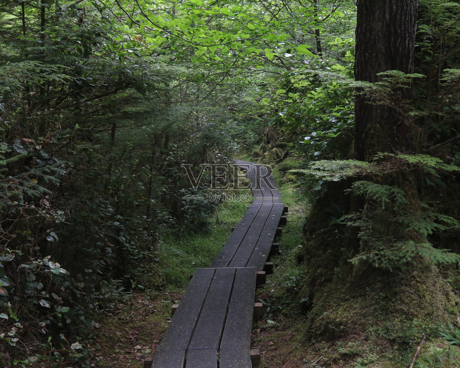 在不列颠哥伦比亚省海达圭省的奈昆省立公园里，一条穿过黑暗森林的木板路照片摄影图片