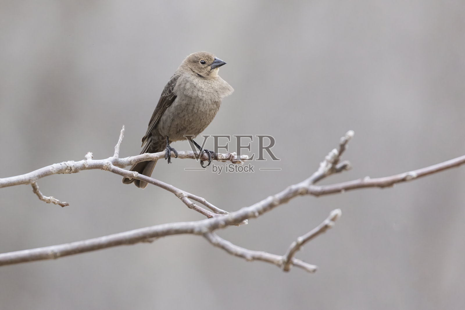 雌性褐头牛鹂照片摄影图片