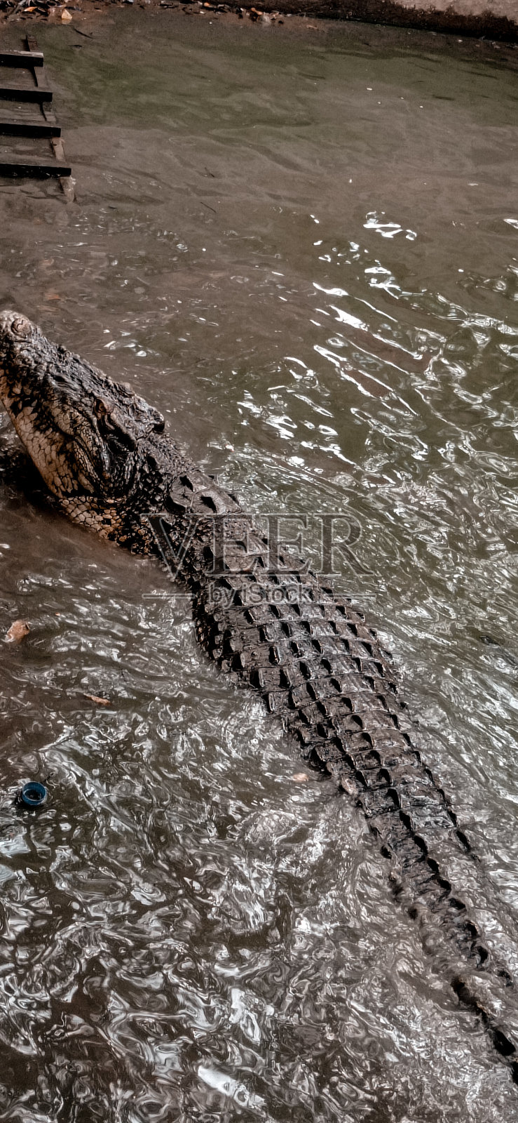 淡水中的大鳄鱼照片摄影图片