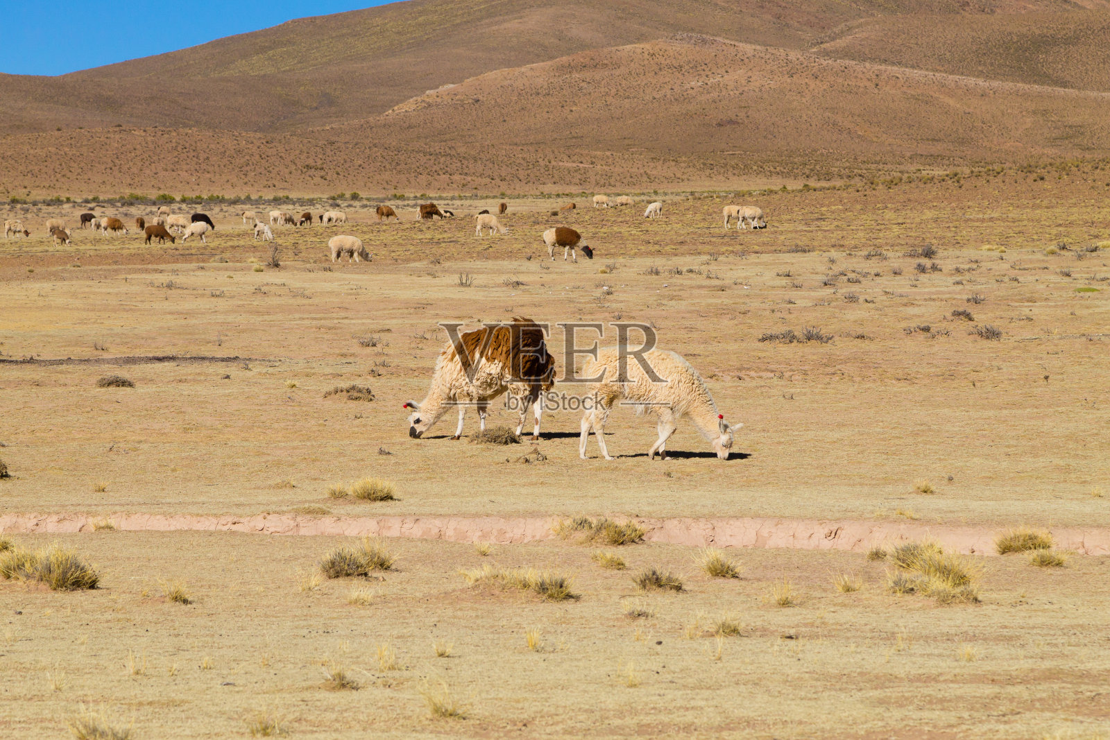 玻利维亚，饲养美洲驼照片摄影图片