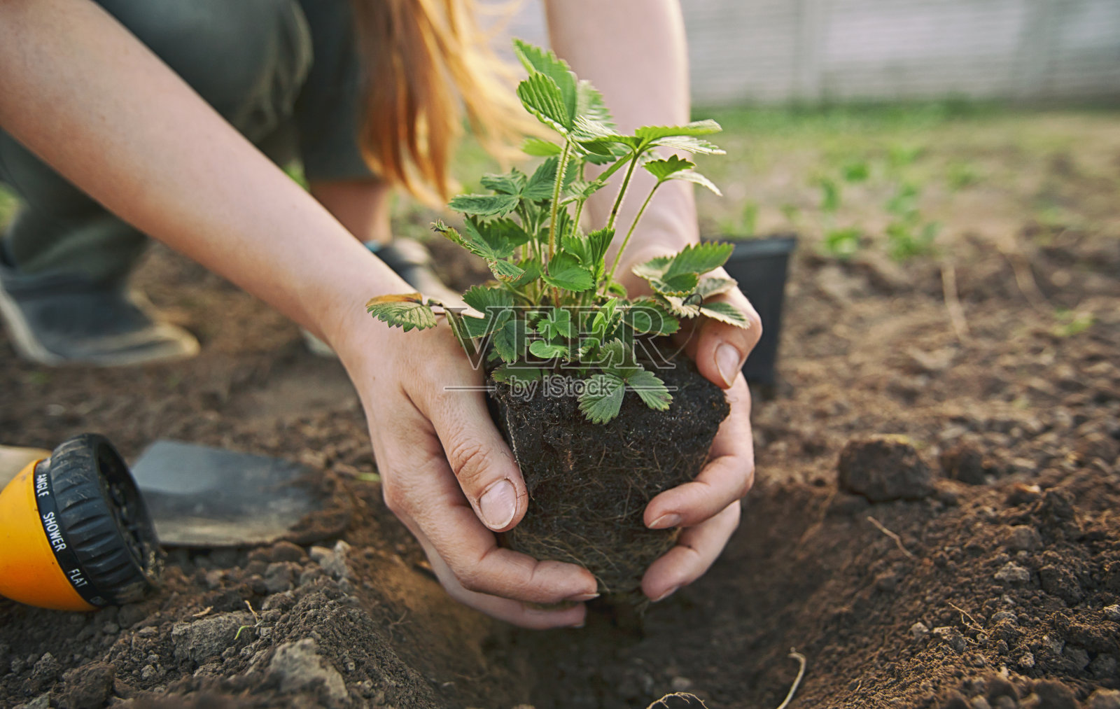 这位年轻妇女正在把草莓从花盆里移栽到土里照片摄影图片