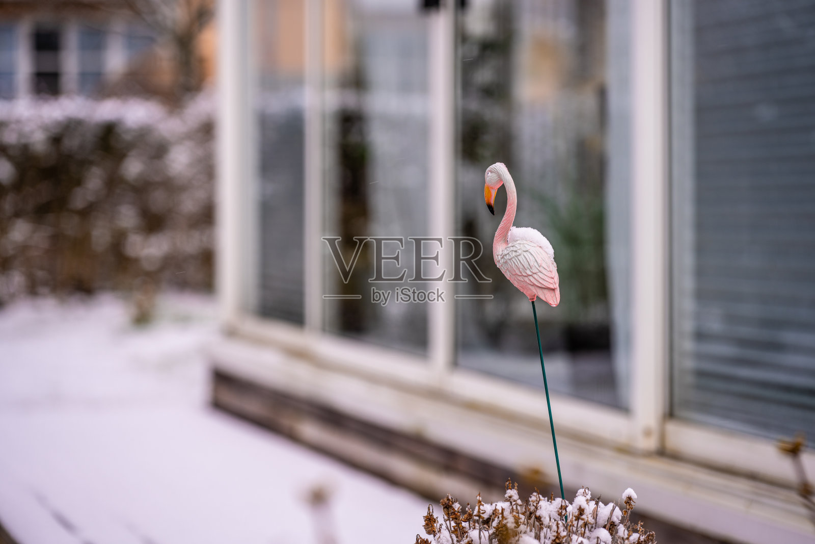 粉红色的火烈鸟在花园里的树枝上。照片摄影图片