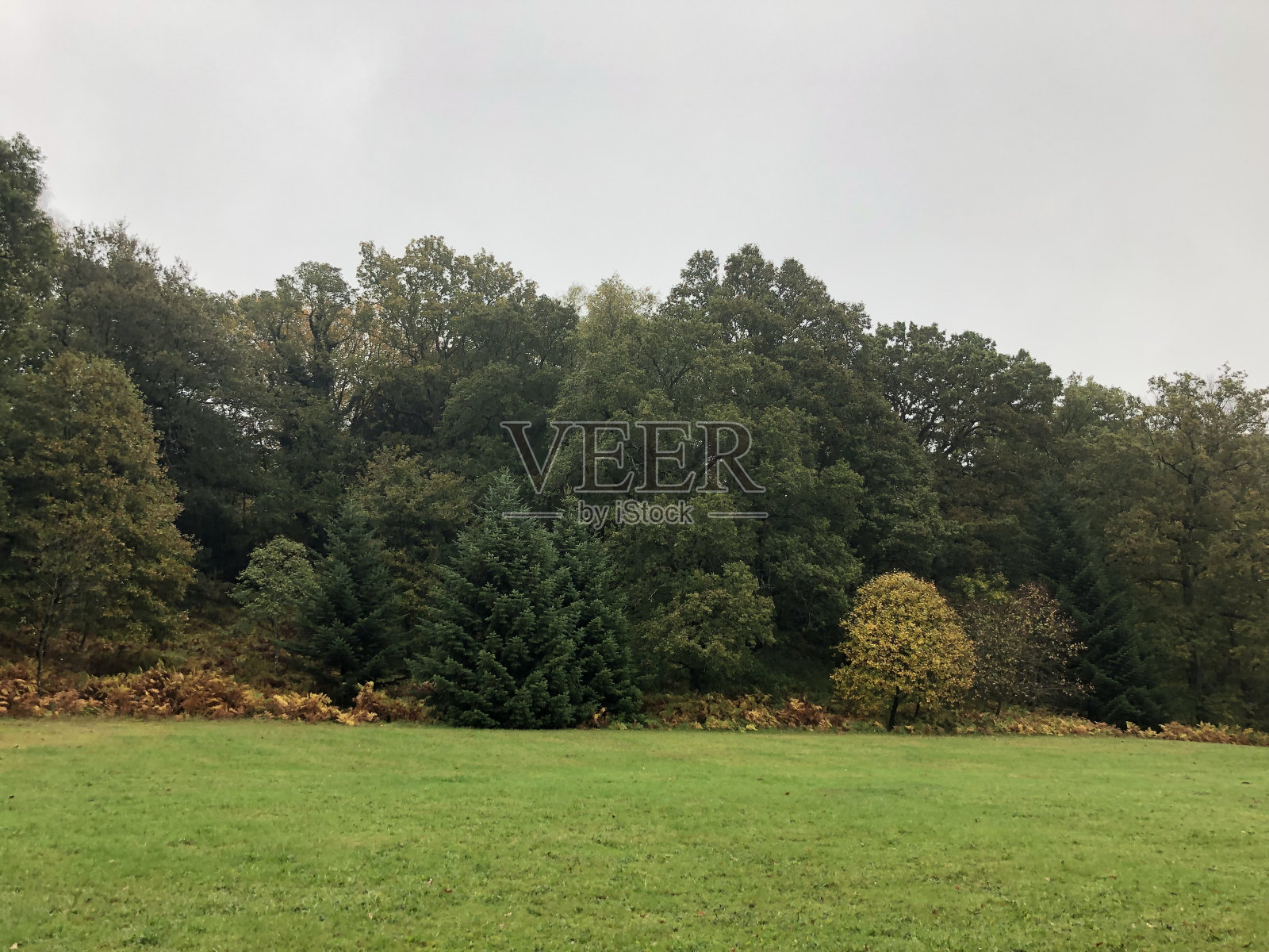 从田野上看到的树林照片摄影图片