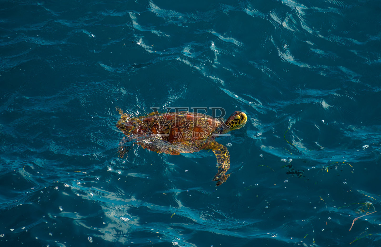 海龟，破碎的海滩，努沙Penida, klunkung摄政，巴厘岛，印度尼西亚照片摄影图片