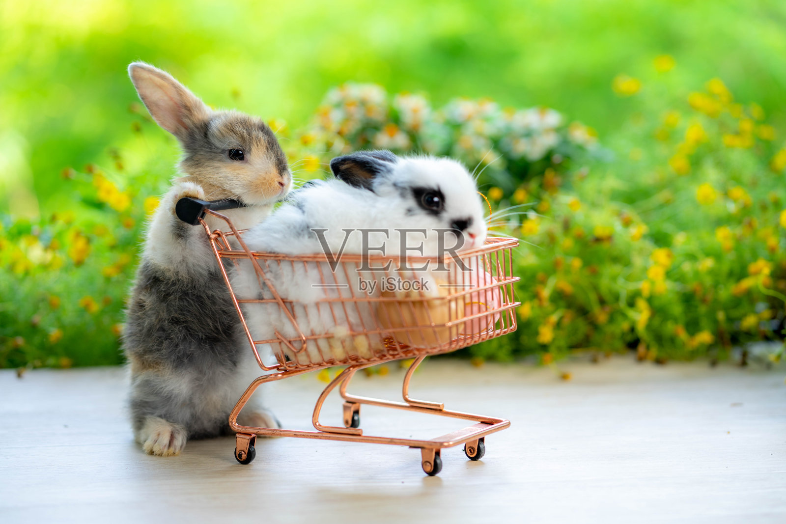 两只可爱的小兔子和购物车在绿色的草地上，以自然散景为背景，可爱的小兔子在花园里玩耍。照片摄影图片