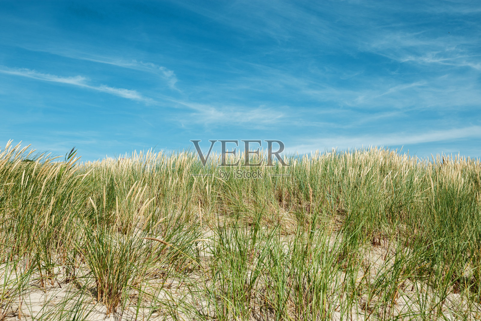自然景观与沙丘草，细沙和蓝色多云的天空，波罗的海，俄罗斯的海滩沙丘。美丽唯美的自然风光背景，如画的海边生长着绿草如茵的夏日照片摄影图片