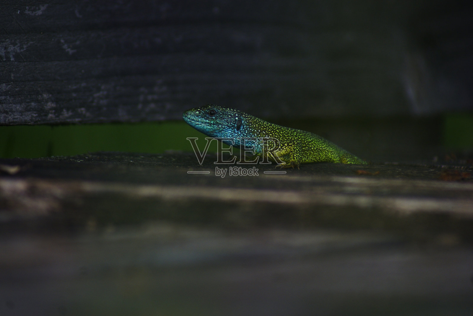 绿色的蜥蜴照片摄影图片