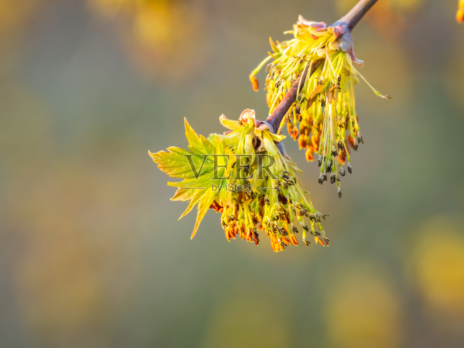 新鲜的枫叶带着花和种子照片摄影图片