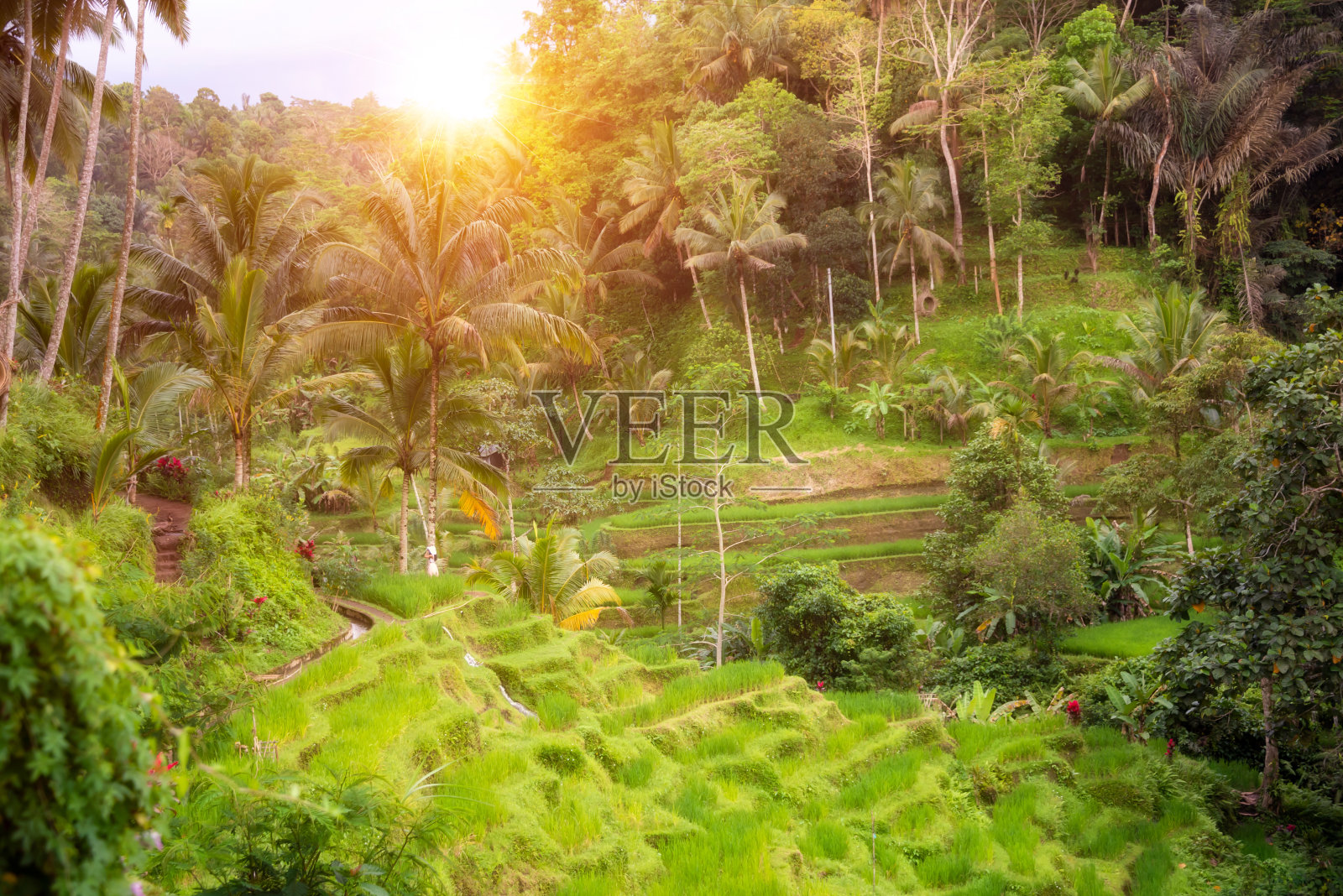 印度尼西亚巴厘岛郁郁葱葱的稻田照片摄影图片