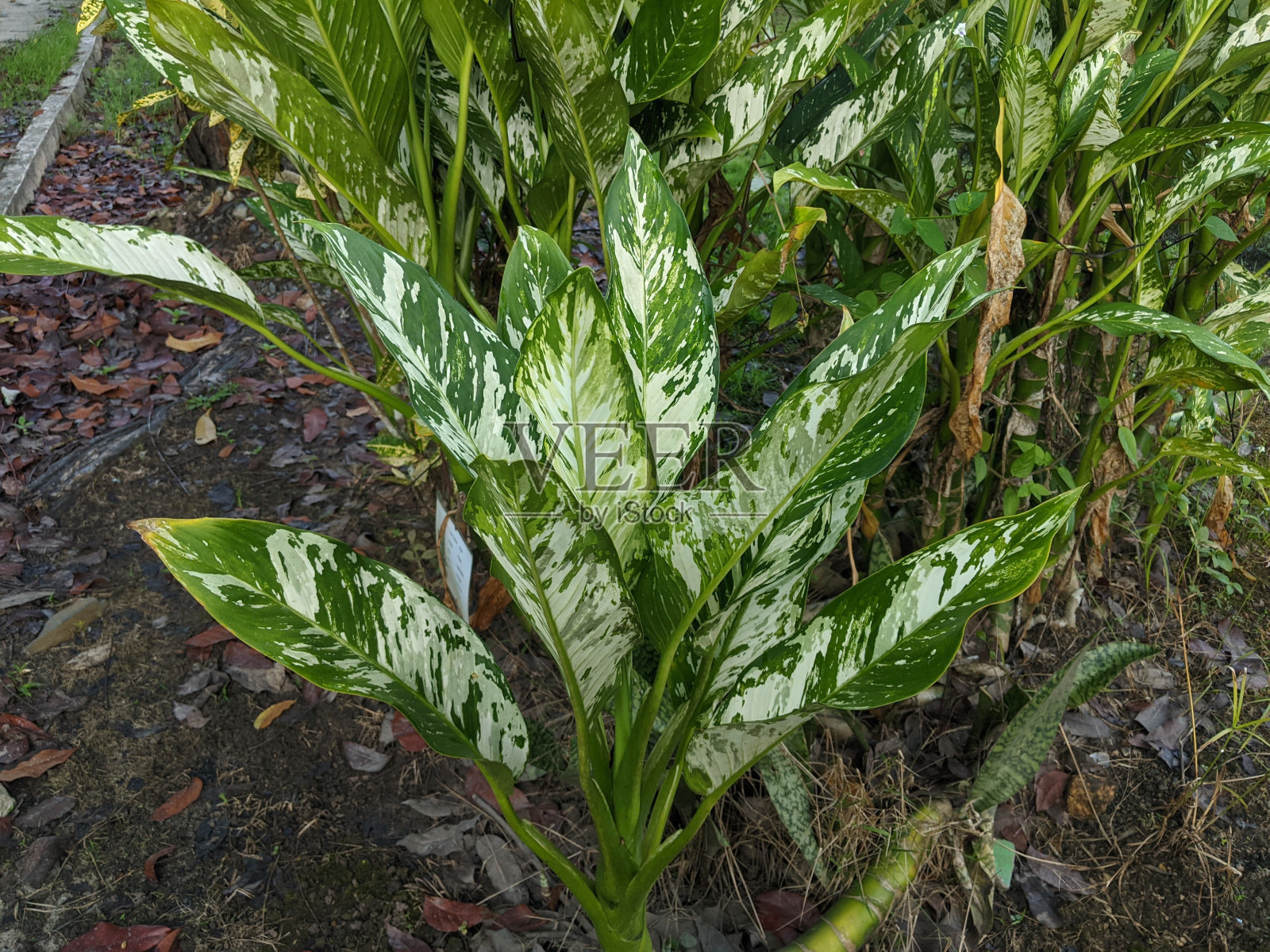 森林芋头照片摄影图片