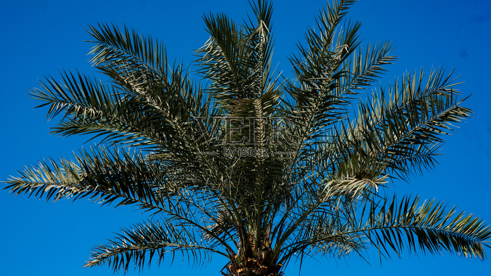 棕榈树照片摄影图片