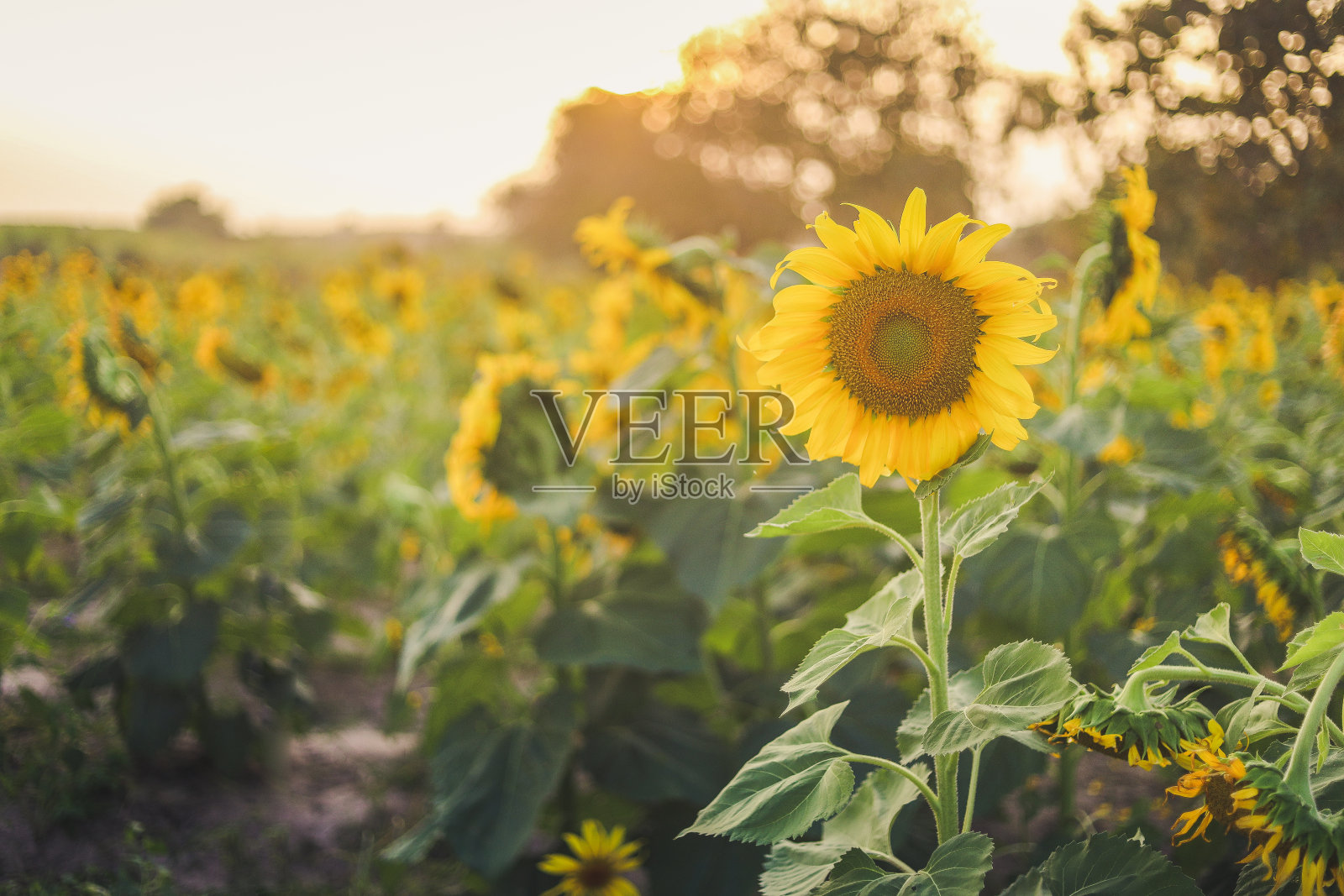 夕阳下美丽的向日葵照片摄影图片