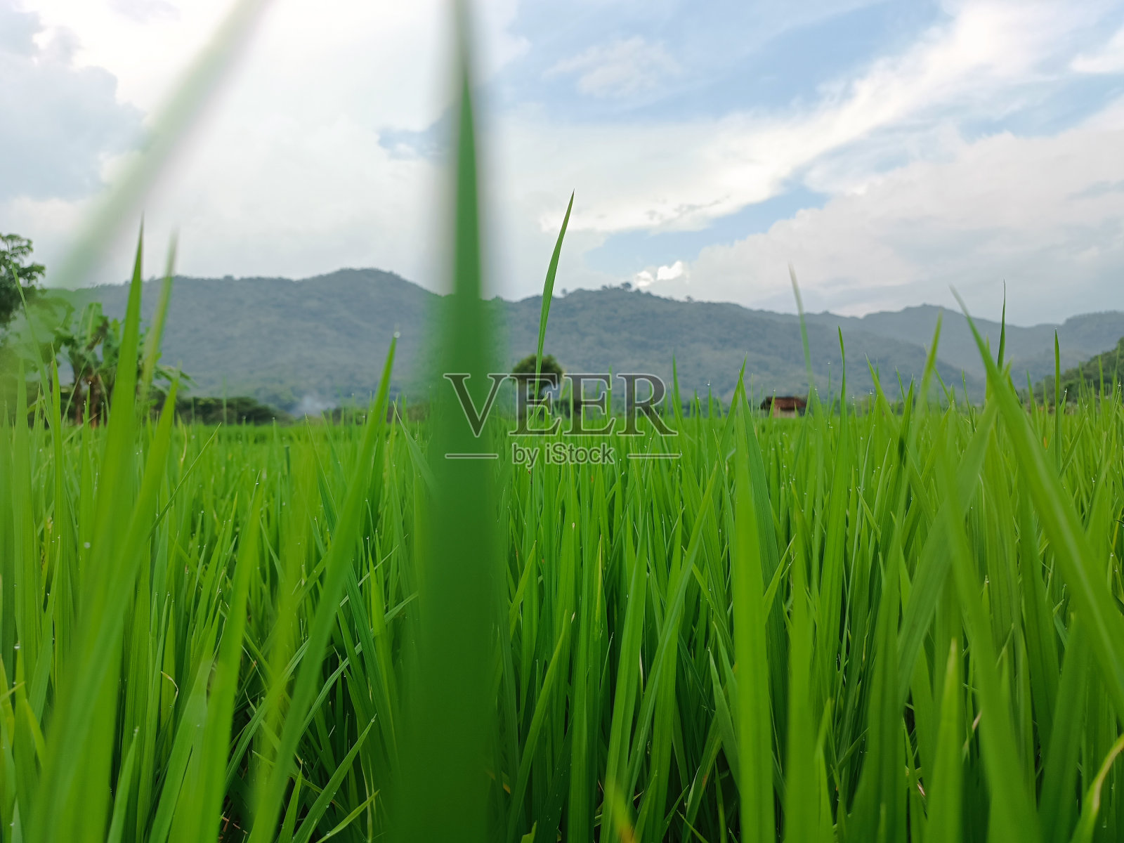 稻田和山丘。照片摄影图片