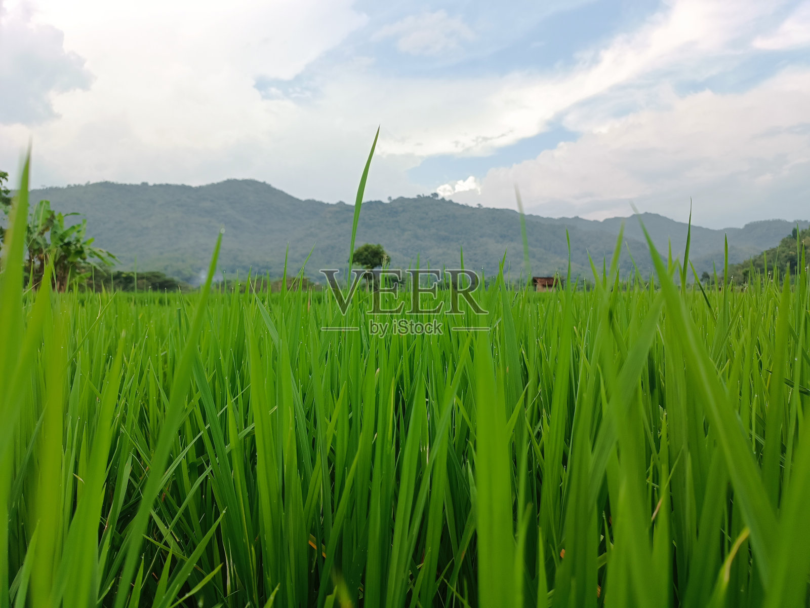 稻田和山丘。照片摄影图片