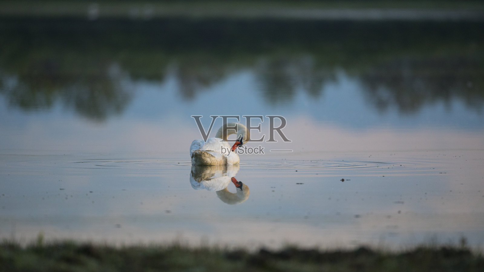 漂浮在水面上的天鹅照片摄影图片