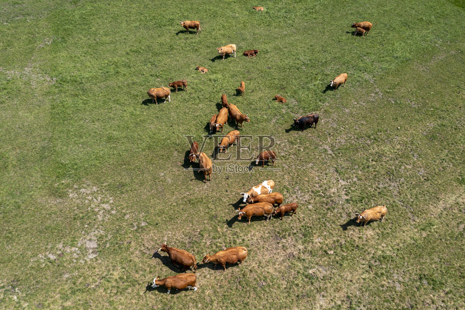 牧场上奶牛的鸟瞰图照片摄影图片