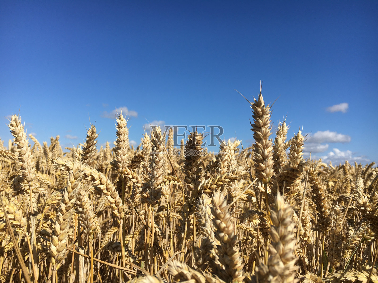 收获的季节照片摄影图片
