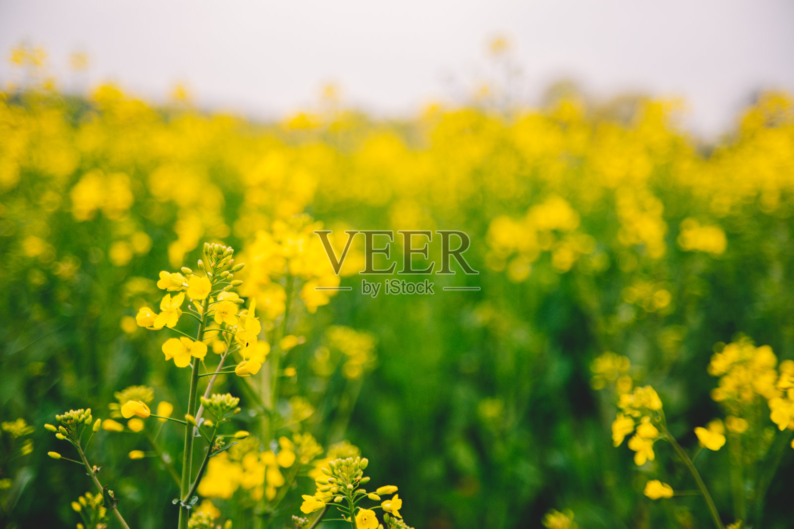 油菜籽领域照片摄影图片