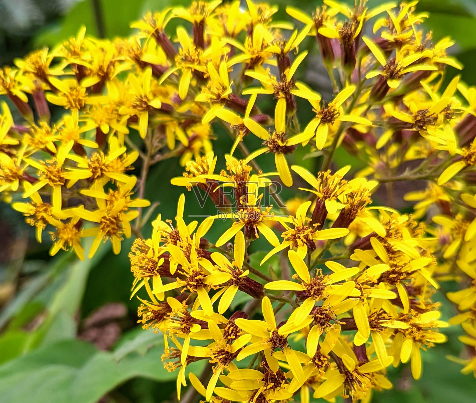 天鹅绒千里光照片摄影图片