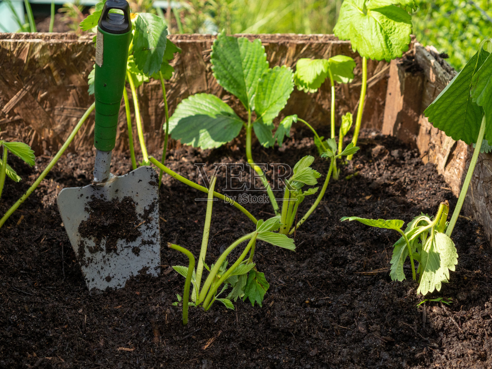 草莓幼苗。用园艺铲在地里种草莓。照片摄影图片