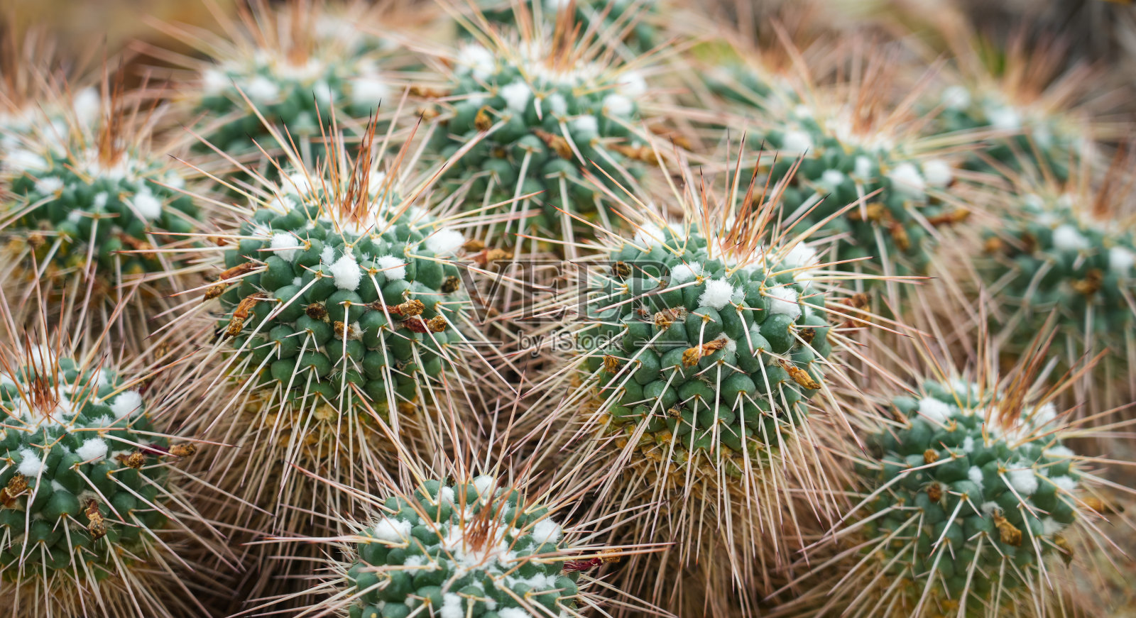 哺乳动物的特写。仙人掌的背景。仙人掌的物种。照片摄影图片
