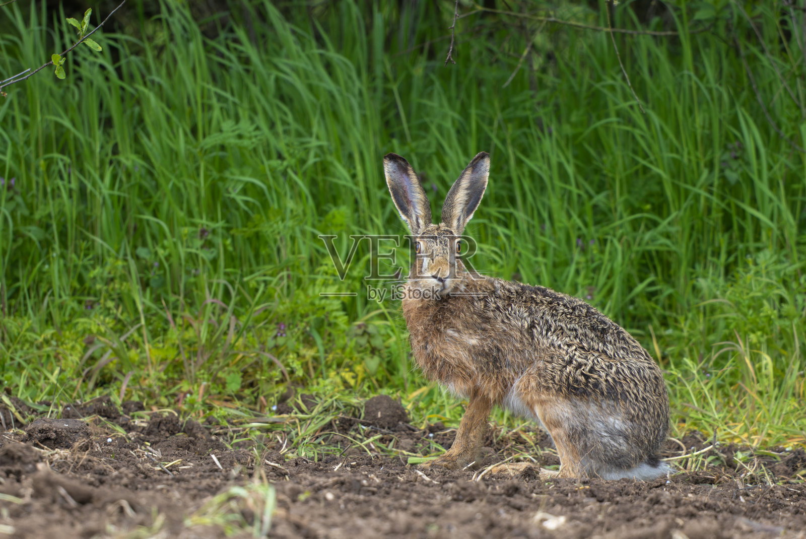 欧洲兔(Lepus europaeus)照片摄影图片