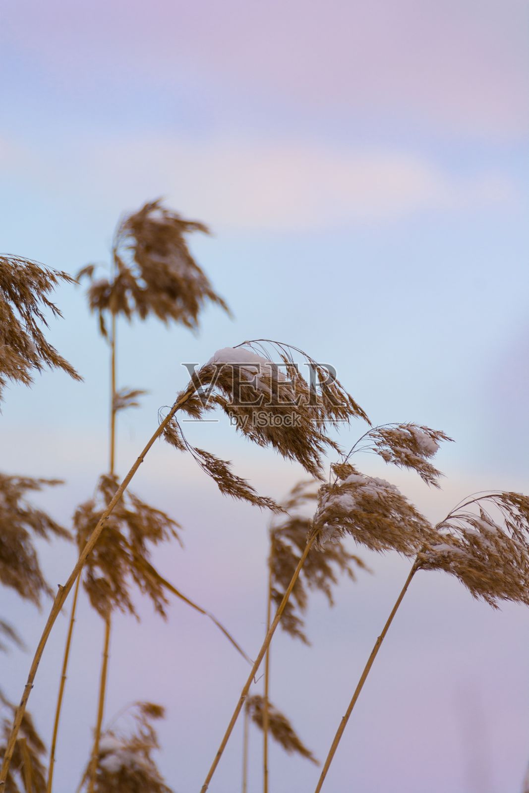 芦苇草被雪覆盖，夕阳为背景照片摄影图片