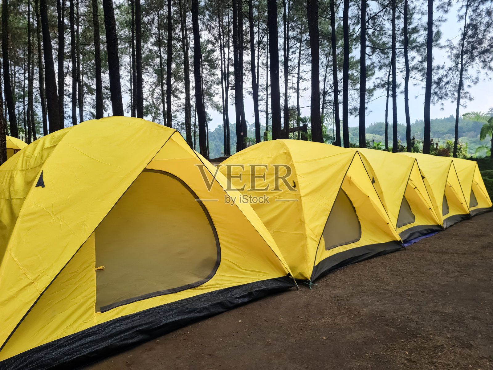 在湖边的松林下搭帐篷和露营，早晨阳光明媚照片摄影图片