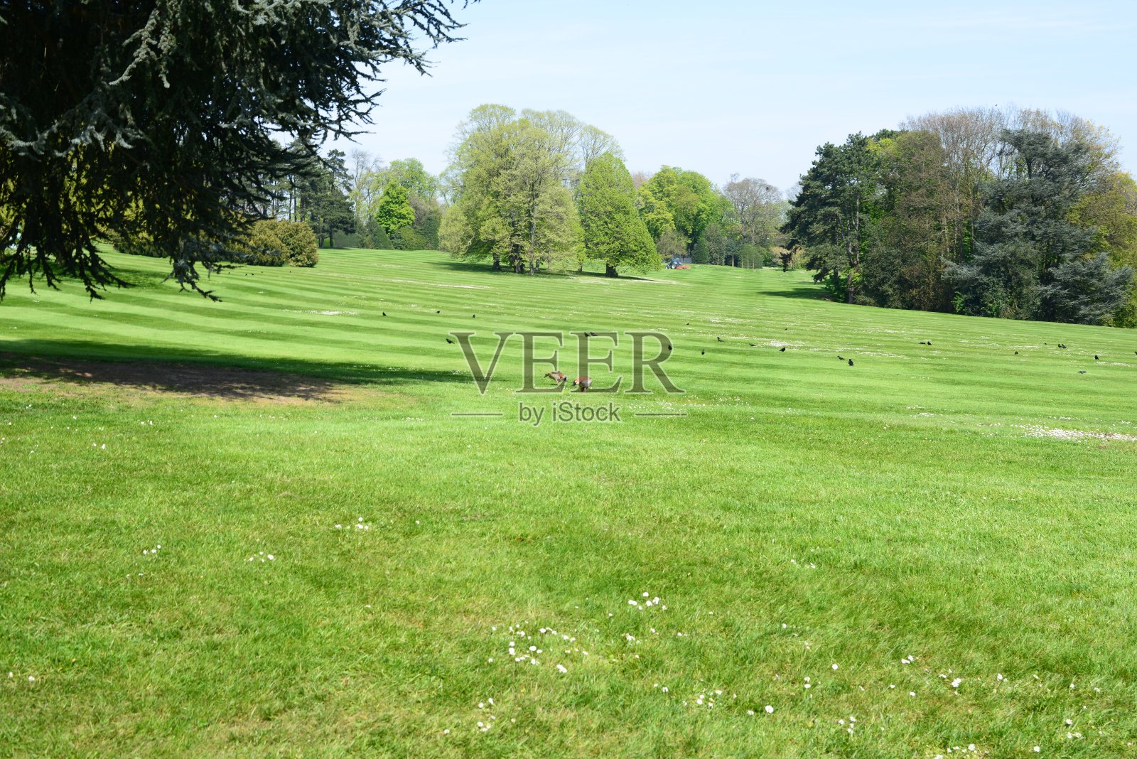 美丽的公园花园照片摄影图片