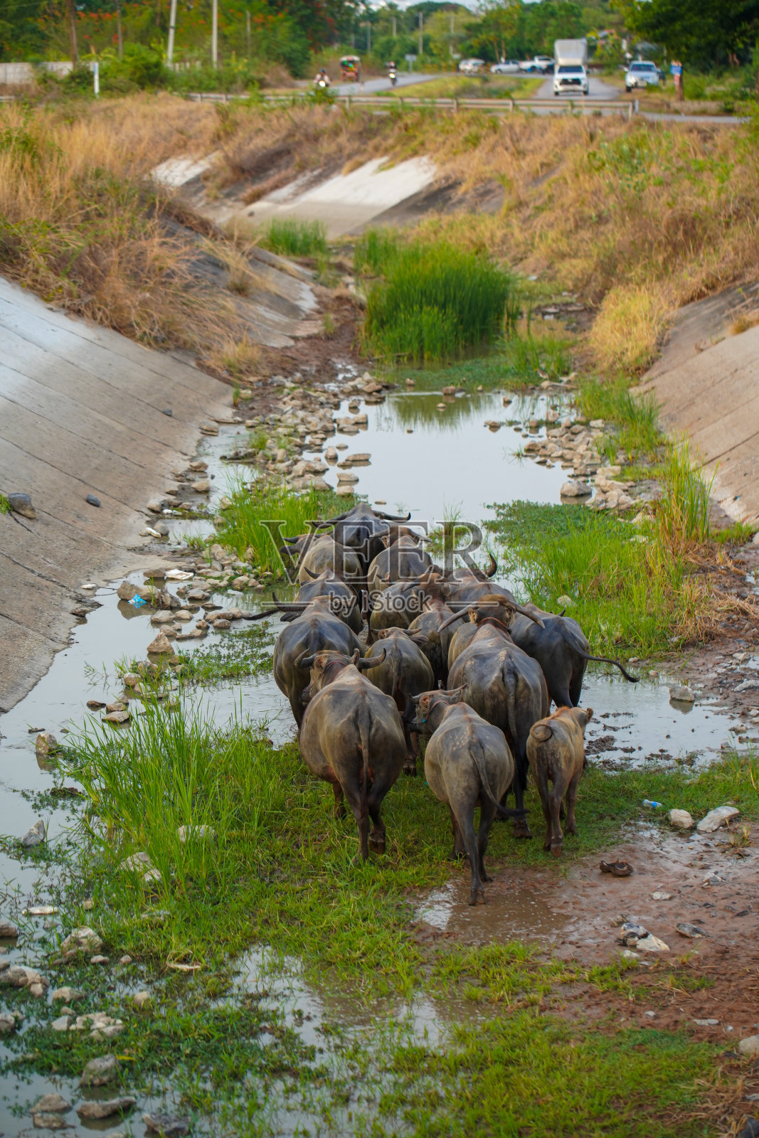 泰国水牛，泰国水牛在农村，泰国水牛在农场照片摄影图片