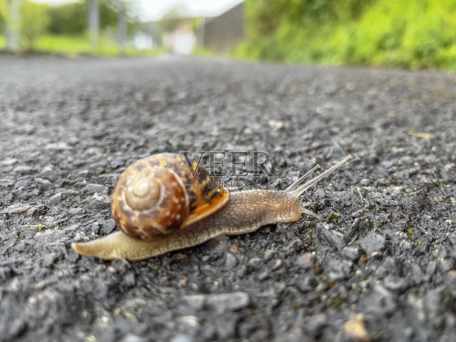 蜗牛在人行道上爬行照片摄影图片