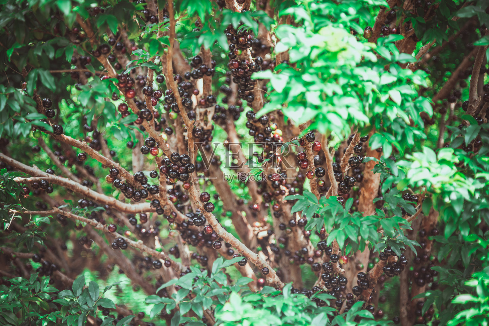 Jabuticaba照片摄影图片