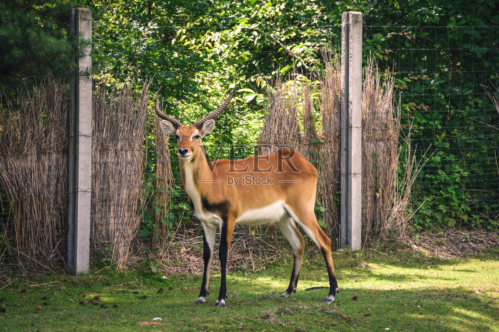 一只长着角的可爱动物的肖像。照片摄影图片