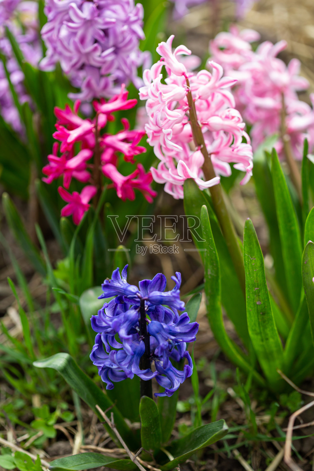 春天花园里盛开的风信子照片摄影图片