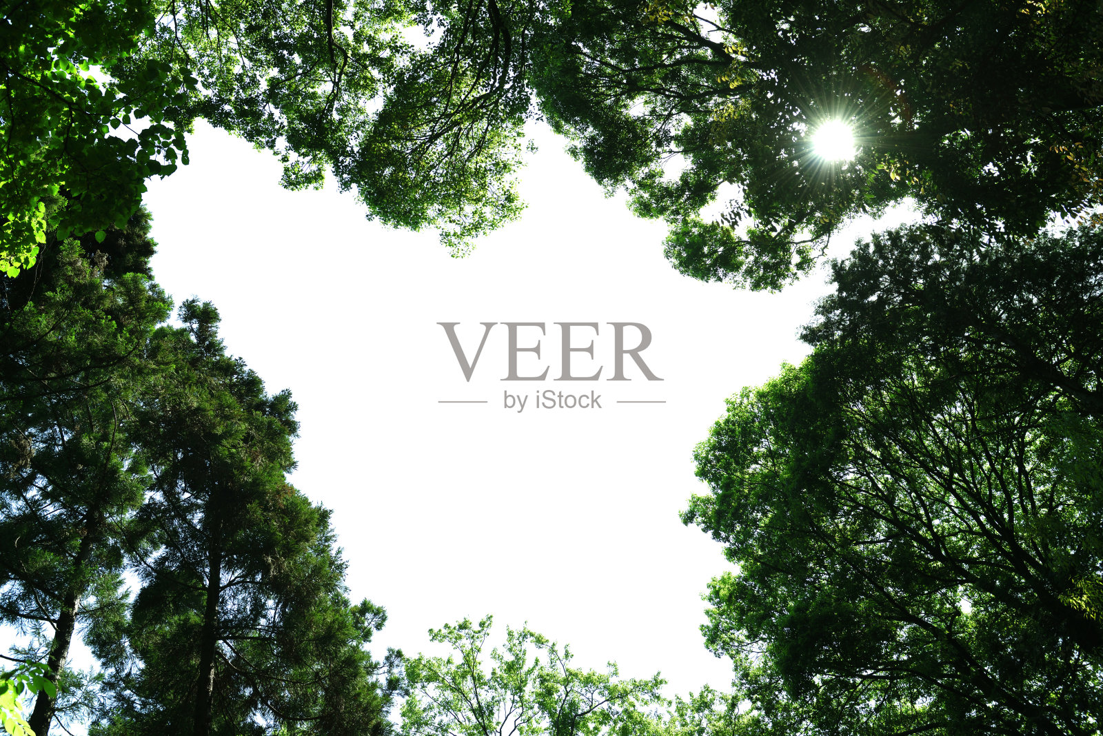 在春天，仰望自然的树梢照片摄影图片