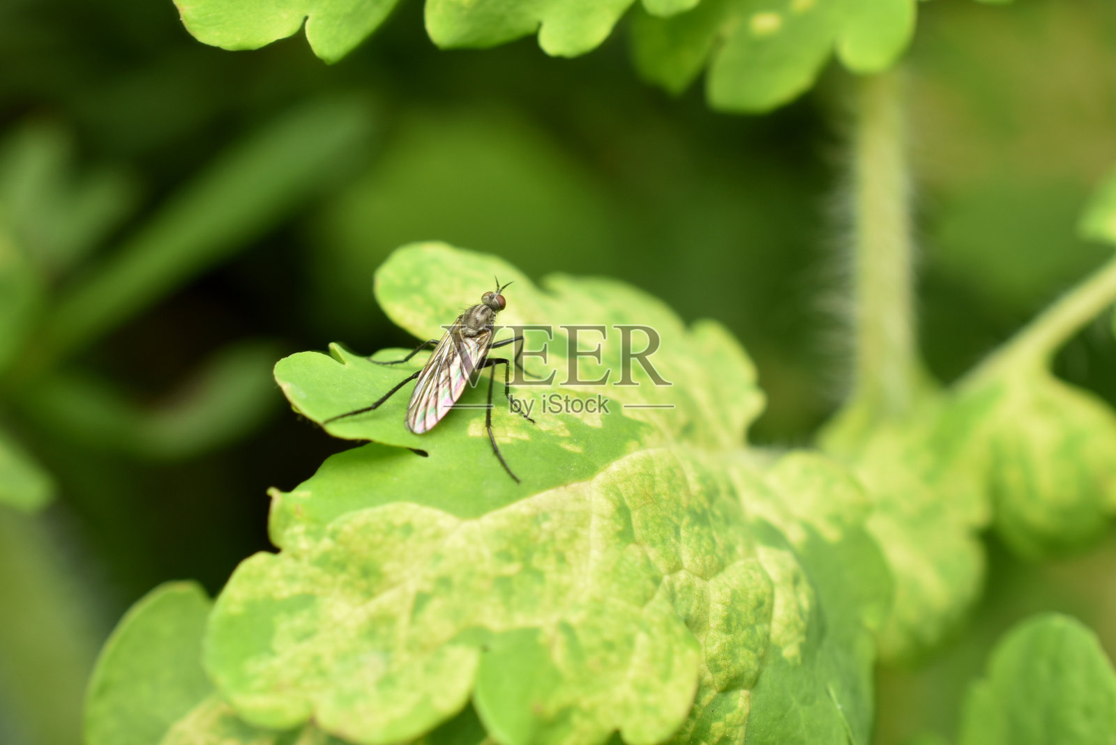 特写:黑苍蝇ktyr坐在草地上。照片摄影图片