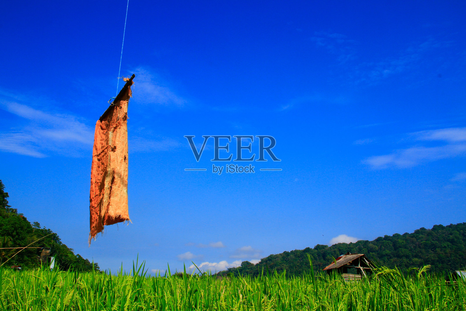 绿油油的稻田和蓝天，远处是山照片摄影图片