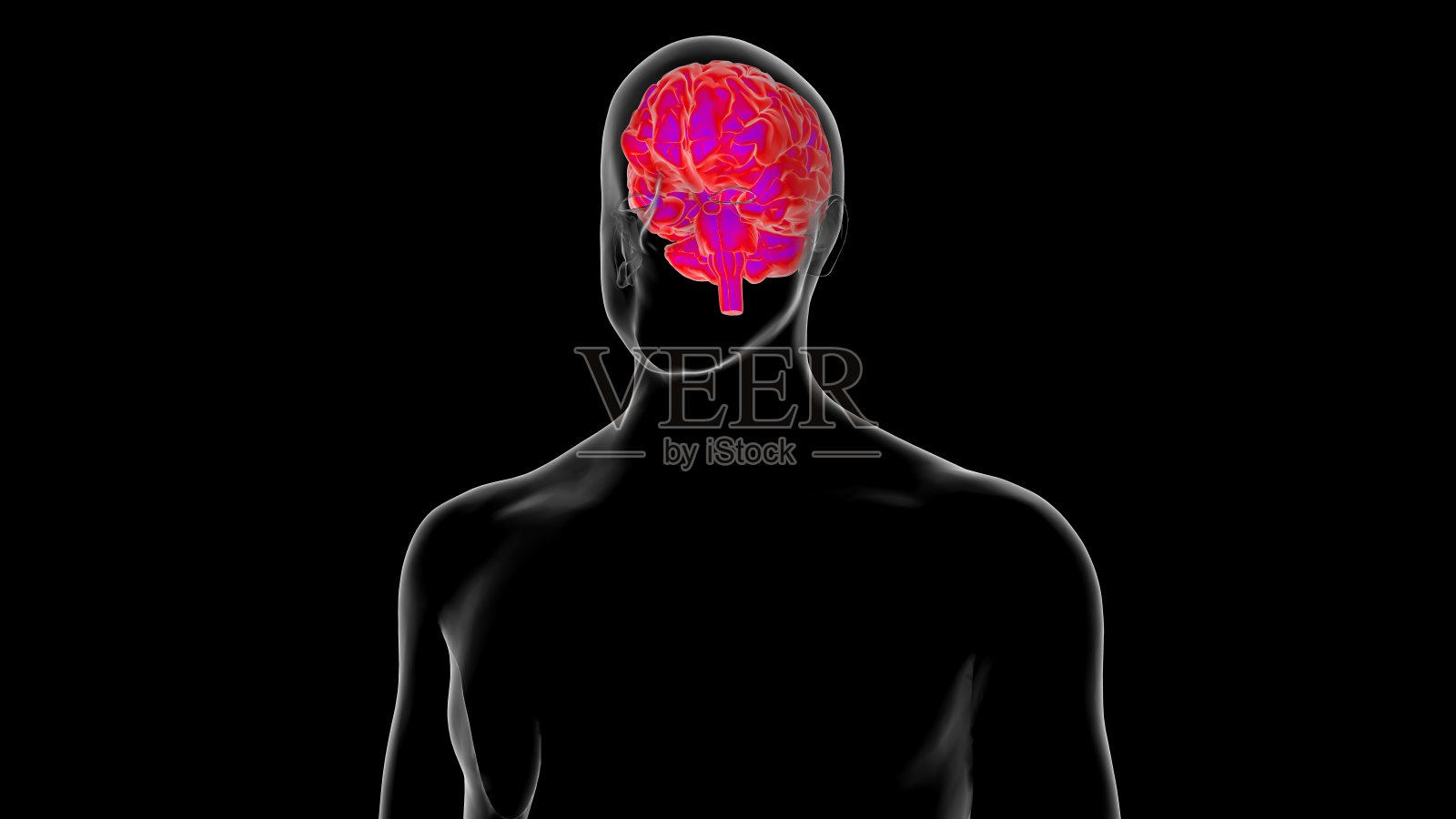人体大脑解剖医学概念3D渲染照片摄影图片
